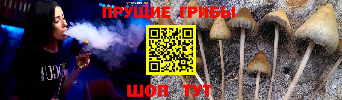 Хабаровск  Галлюциногенные грибы Psilocybine cubensis  наркота  Вход с VPN 